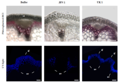 CBGP_Madrid's tweet photo. #ResearchCBGP | Different strains of the same virus differentially alter typical plant developmental traits, including secondary cell wall deposition

🇪🇸 - https://t.co/D3euI7RTXb
🇬🇧 - https://t.co/CIoTYIS5lz

#somosUPM https://t.co/jNLb75S5bC