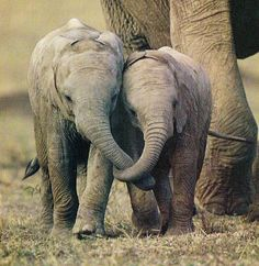 simian_warthog's tweet image. Would you shoot us for stealing corn? #overpopulation #consequential