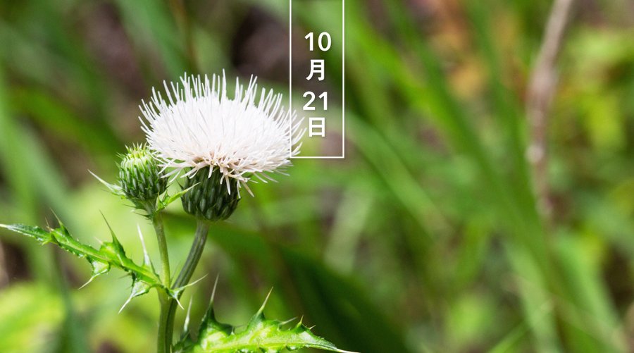 ノアザミの花言葉と由来 自然植物図鑑