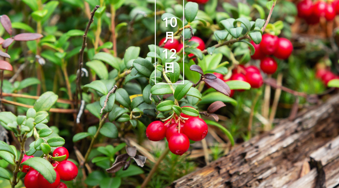 暦生活 こよみせいかつ コケモモ 苔桃 花の日めくり 花言葉 反骨心 初夏に白い釣り鐘型の花を咲かせます 直径１cm足らずの実は秋に熟すと赤くなり 食用になります T Co Tqmy0mxlpq みんなで作る 暦図鑑 暦生活