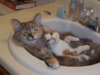gayocats's tweet photo. 1084764281700 https://t.co/Nyk3ullWyc