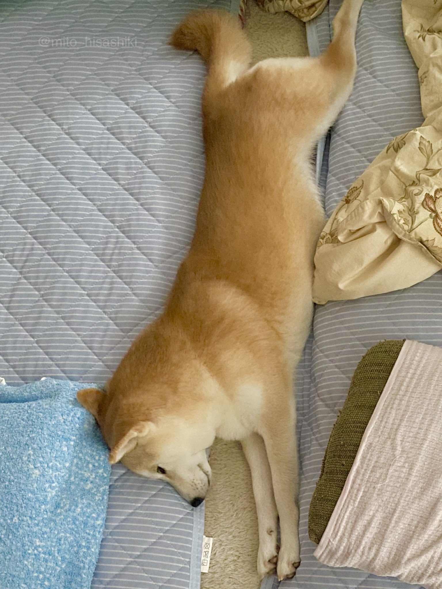 ヒサシキ ミト 犬ルームツアー 布団 伸びて布団まるまる占領してたり 掛け布団のなかにもぐっていたりする 布団と布団の隙間に伸びて寝てることもある 柴犬 柴犬のいる暮らし 柴犬のいる生活 柴犬を崇めよ 柴犬大好き 柴犬のいる幸せ 犬の