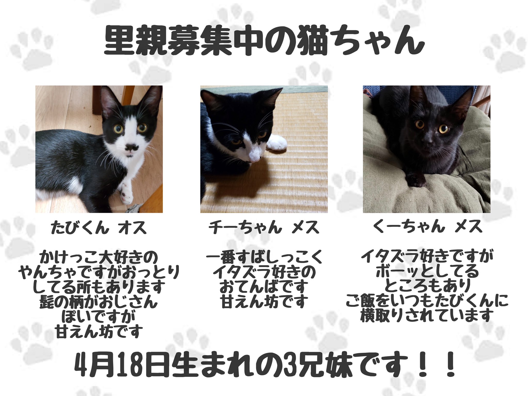 るか 猫の写真 R K 28n Twitter