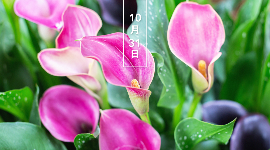 暦生活 こよみせいかつ カラー ピンク 花の日めくり 花言葉 情熱的 和名のオランダカイウ 阿蘭陀海芋 は 江戸時代にオランダ船で渡来したことから 本来は白ですが 現在はカラフルに 中央の棒状のものが花です T Co Tqmy0mxlpq