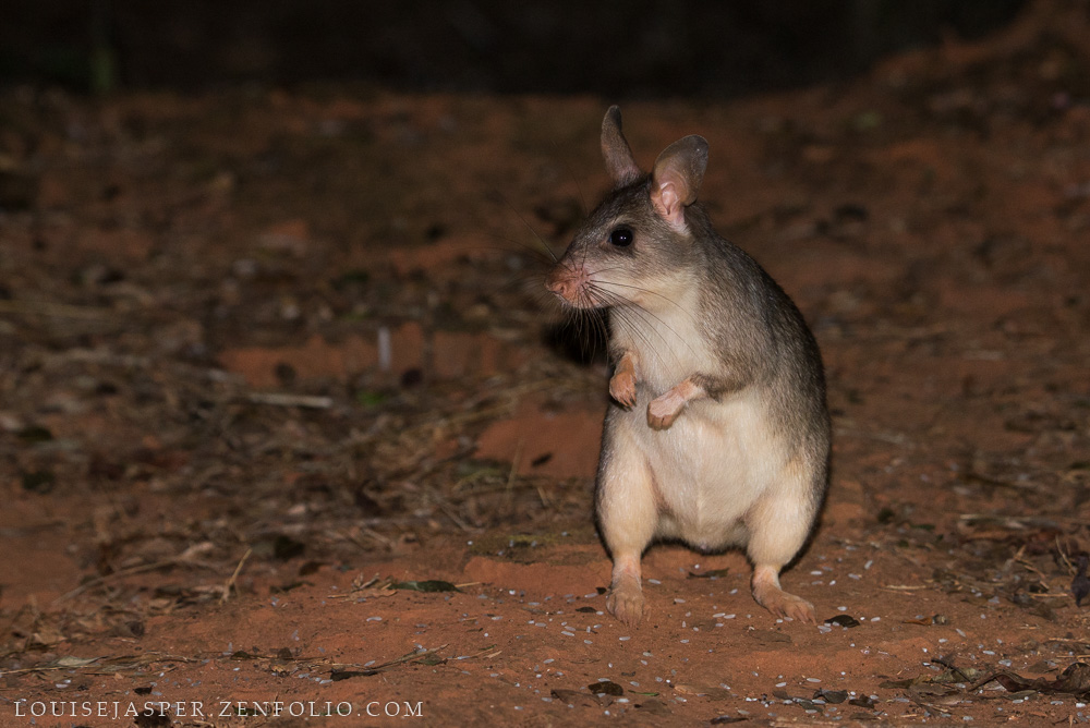 CharlieJGardner's tweet image. And then there's this beautiful beast - the giant jumping rat! 

Bye little friends! 😰

photos @JaspaMadagaska