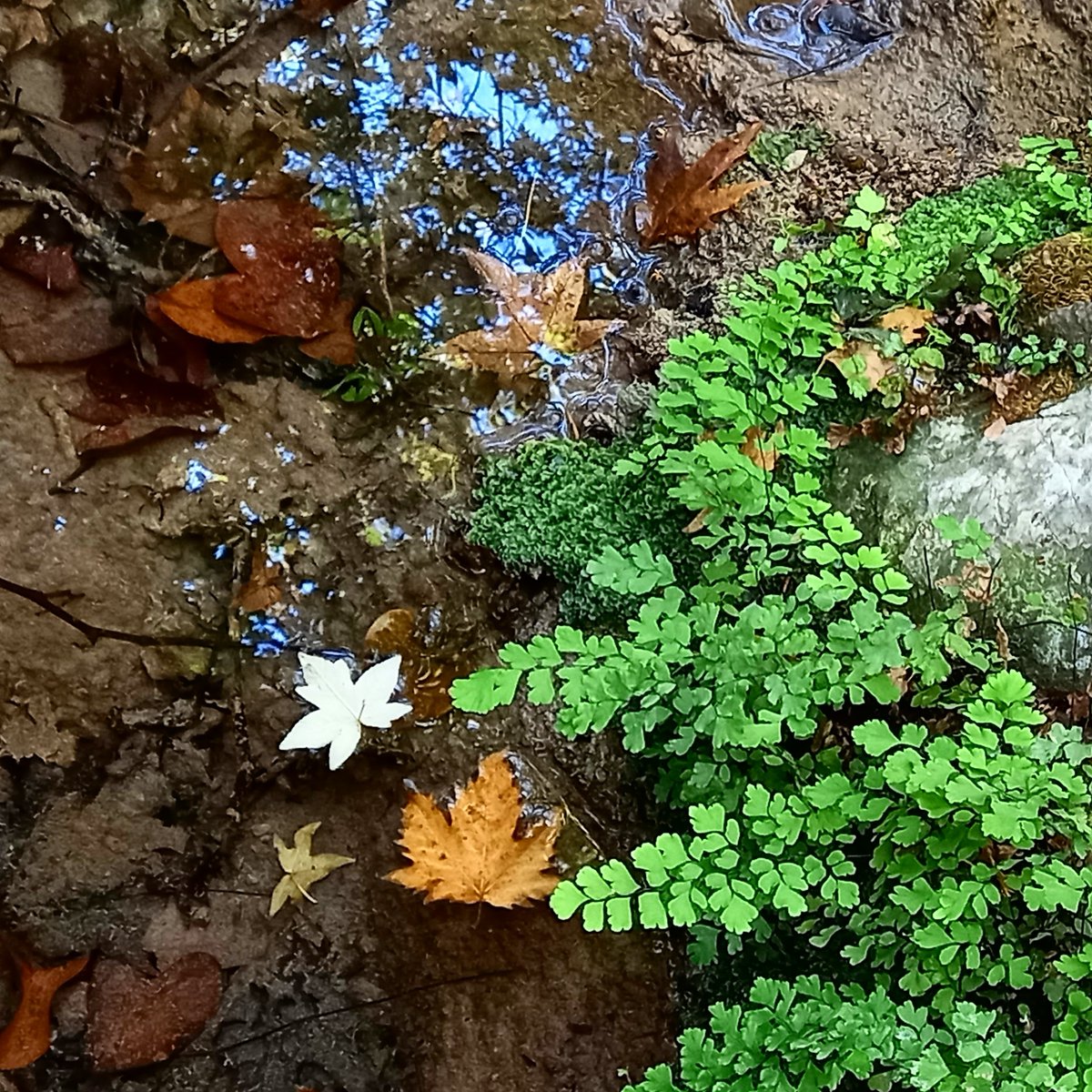 Sonbahar, su kenarında ilkbaharla buluşmuş gibiydi...

#sonbahar #doğa #doğafotoğrafları
#autumn #nature #naturephotography 
#alisefünç
