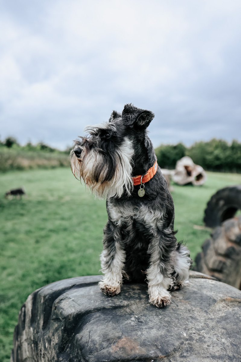 moomooandbearuk's tweet photo. #NationalNoBeardDay excuse meβ¦..I donβt think so! Whoβs with me?
#beardsrule
#schnauzergang #dogsoftwitter #dogswithbeards
https://t.co/VoAqAyitVN https://t.co/whlWN2Fgxn