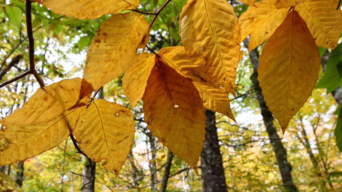 CanadaTrees's tweet photo. Can you ID this Wabanaki-Acadian tree in its autumn colours?
Hint: The leaves are toothed with straight parallel veins, and a tell-tale pointed tip. In spring and summer, these leaves are a dark and glossy green!
#treeID #identitree #wabanakiforest https://t.co/xdYifBHuuT