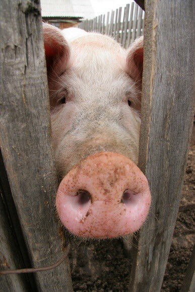 калашный ряд. пинок свинье. пословица со свиным рылом в калашный ряд. пословица в калашный ряд. калашный ряд.