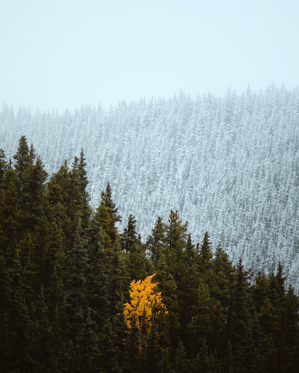jubbishjay's tweet photo. Three seasons in one 🍃 https://t.co/jafJNM8ES7