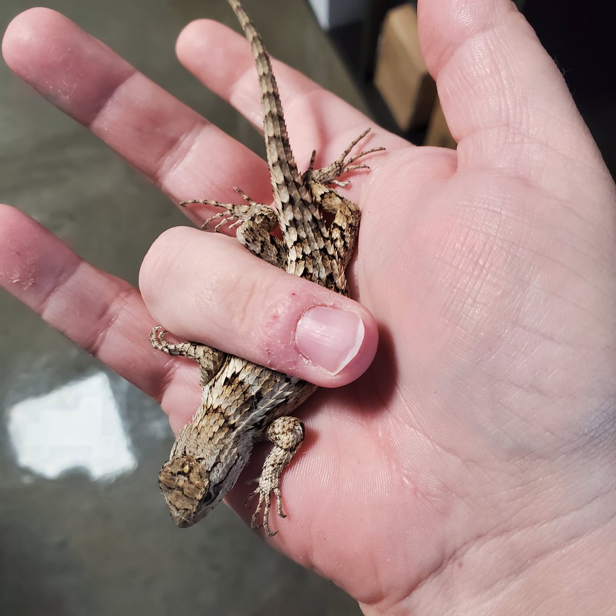 strangebedfella's tweet photo. Caught a dildo thief in the shop this morning! No harm done, no dildos swiped. Little friend was placed safely outside, sans any dildos. https://t.co/M9XsSLpohw