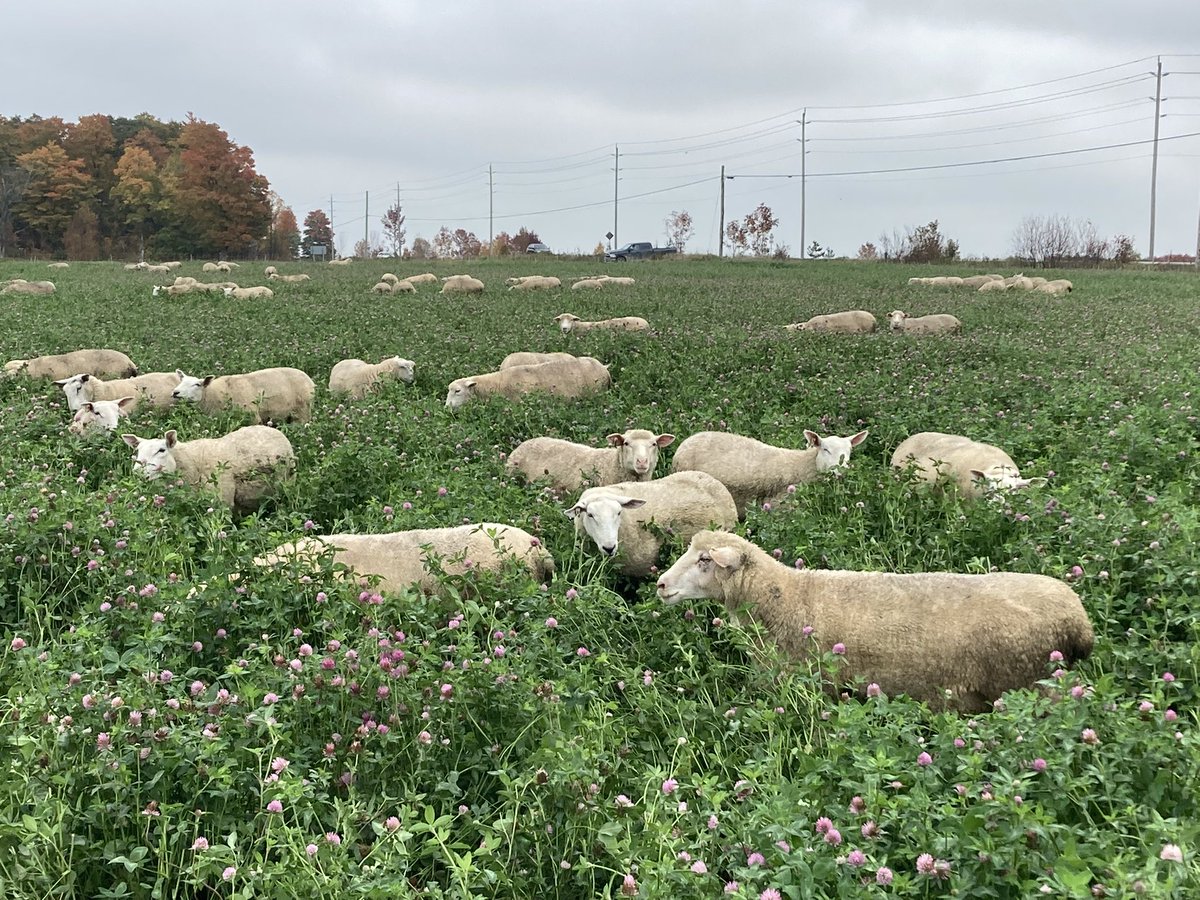 MikeSwidersky's tweet photo. @grandriverca Hey @grandriverca you forgot to mention that clover is also great feed for livestock. In turn the livestock attract many additional bugs, beetles, flies which are both visible and microscopic. These attract additional birds and other wildlife.#biodiversity #bestmanagementpractice https://t.co/nNGvnwshLU