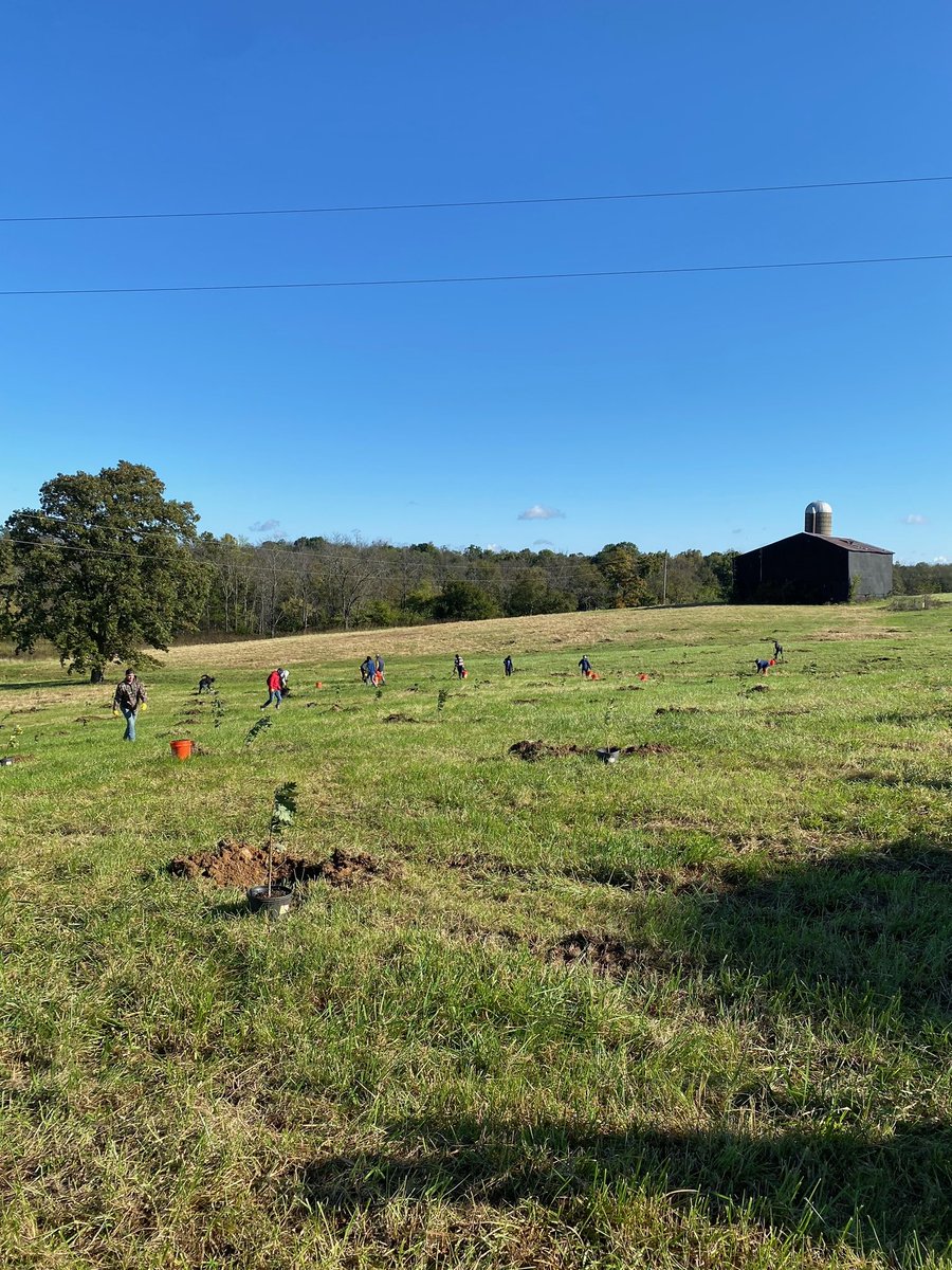 greenforestsw's tweet image. On Saturday we planted 220 white oaks with @arborday, Graduate Students from UofKentucky and Angel&apos;s Envy. This plot will become a demonstration orchard at their new distillery in Henry County, KY. Follow the #ToastTheTrees Campaign for updates on their reforestation efforts. 🌱