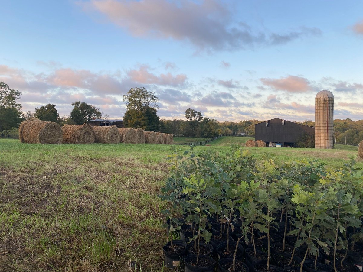 greenforestsw's tweet image. On Saturday we planted 220 white oaks with @arborday, Graduate Students from UofKentucky and Angel&apos;s Envy. This plot will become a demonstration orchard at their new distillery in Henry County, KY. Follow the #ToastTheTrees Campaign for updates on their reforestation efforts. 🌱