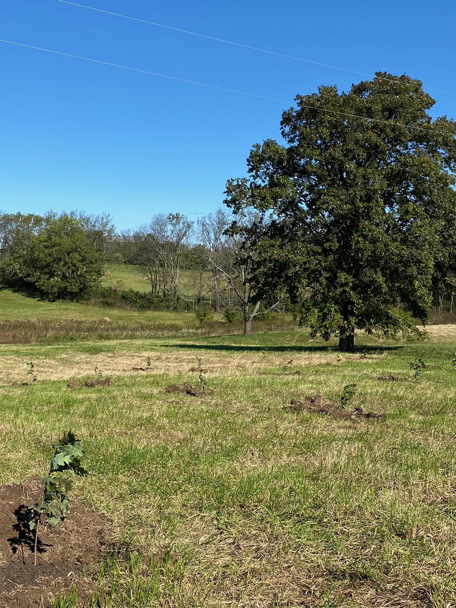 greenforestsw's tweet image. On Saturday we planted 220 white oaks with @arborday, Graduate Students from UofKentucky and Angel&apos;s Envy. This plot will become a demonstration orchard at their new distillery in Henry County, KY. Follow the #ToastTheTrees Campaign for updates on their reforestation efforts. 🌱