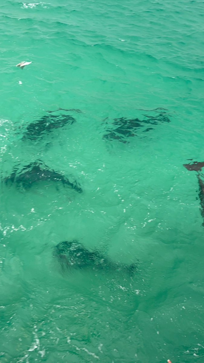 SouthernStarFL's tweet photo. Daytime dolphin cruises, sunset dolphin cruises and fireworks cruises! https://t.co/fsQmgitibY Firework Photo Credit: The Good Life Destin 
#SouthernStarDolphinCruise #DestinDolphinTours #DestinDolphinCruises #DestinFL #DestinFlorida #DestinVacation #Destin #LoveFL #Florida https://t.co/USEzu2akUz