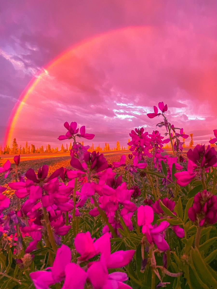 CAMPROBBER_'s tweet photo. Happy Alaska Day! https://t.co/EUPv3WiSaj