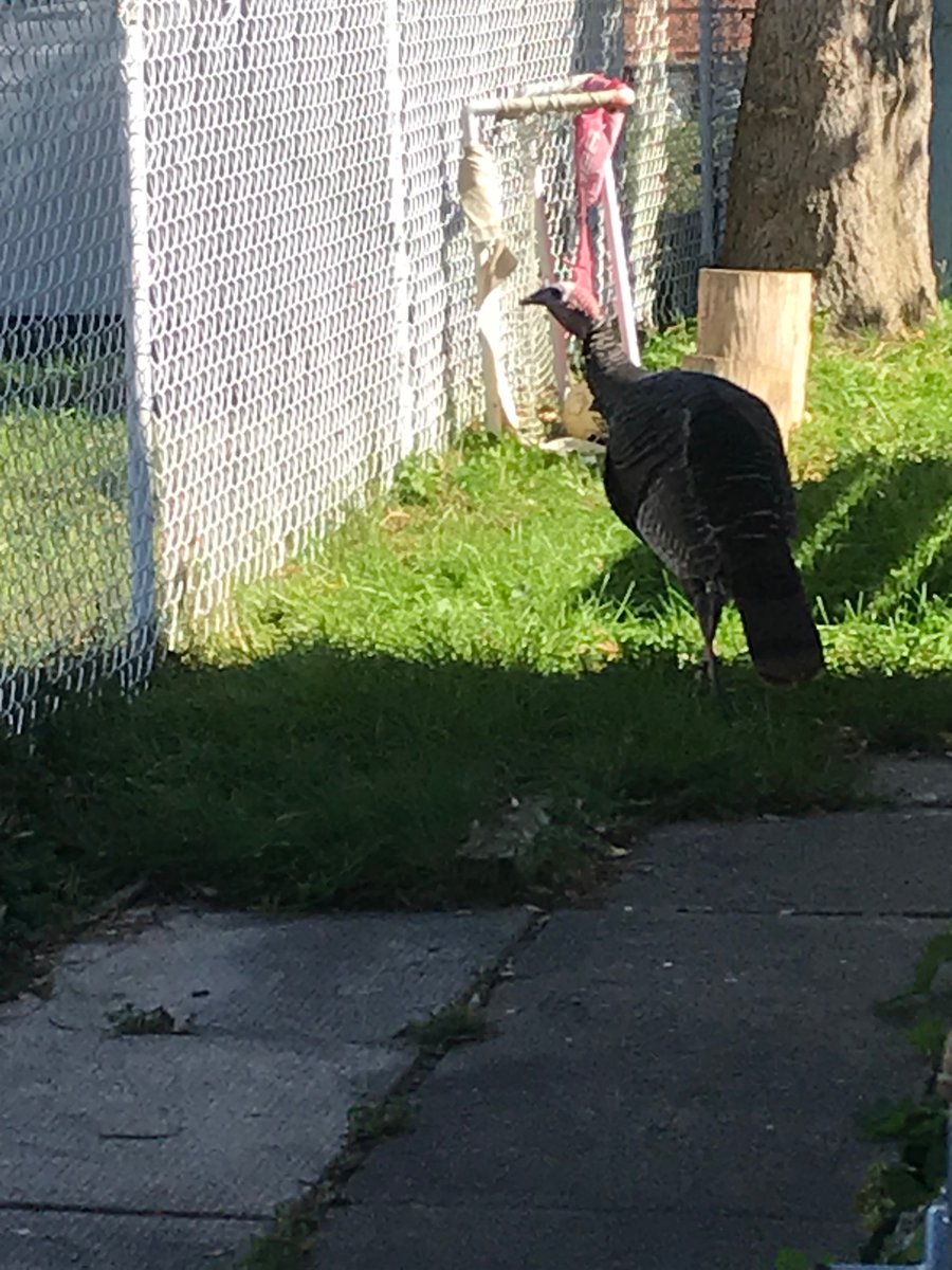 jenvasic's tweet photo. THE @LincolnH_NG TURKEY WAS IN OUR BACKYARD!! https://t.co/rFoVc4U081