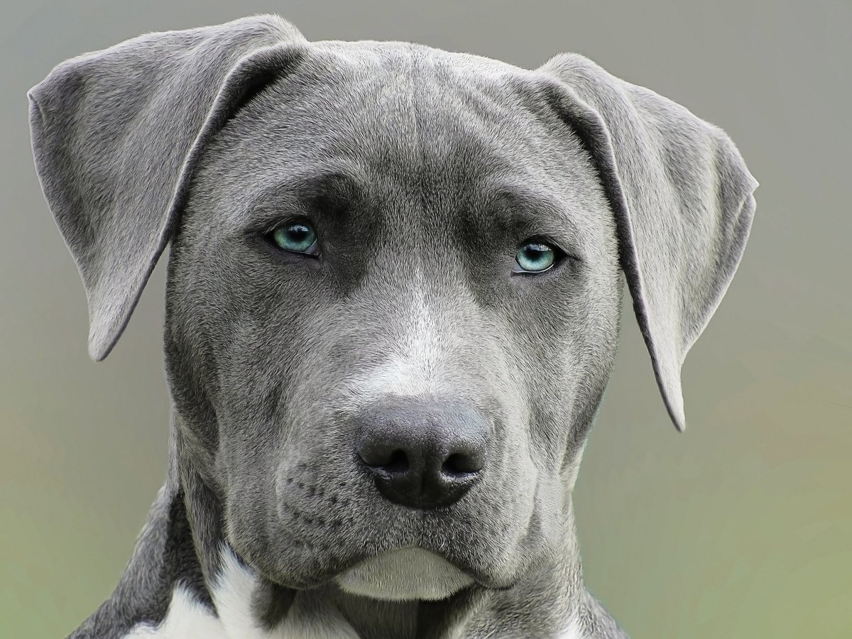 Why10113's tweet photo. Why do we love dogs so much
https://t.co/eTwnxUkeT4 https://t.co/fyBTmt1rSV