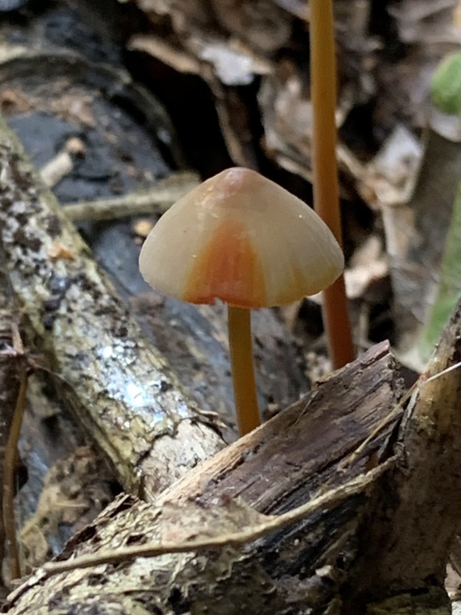 Beautiful woodland scenes today with the last of the Garlic Parachutes and more splendid Saffrondrop Bonnets