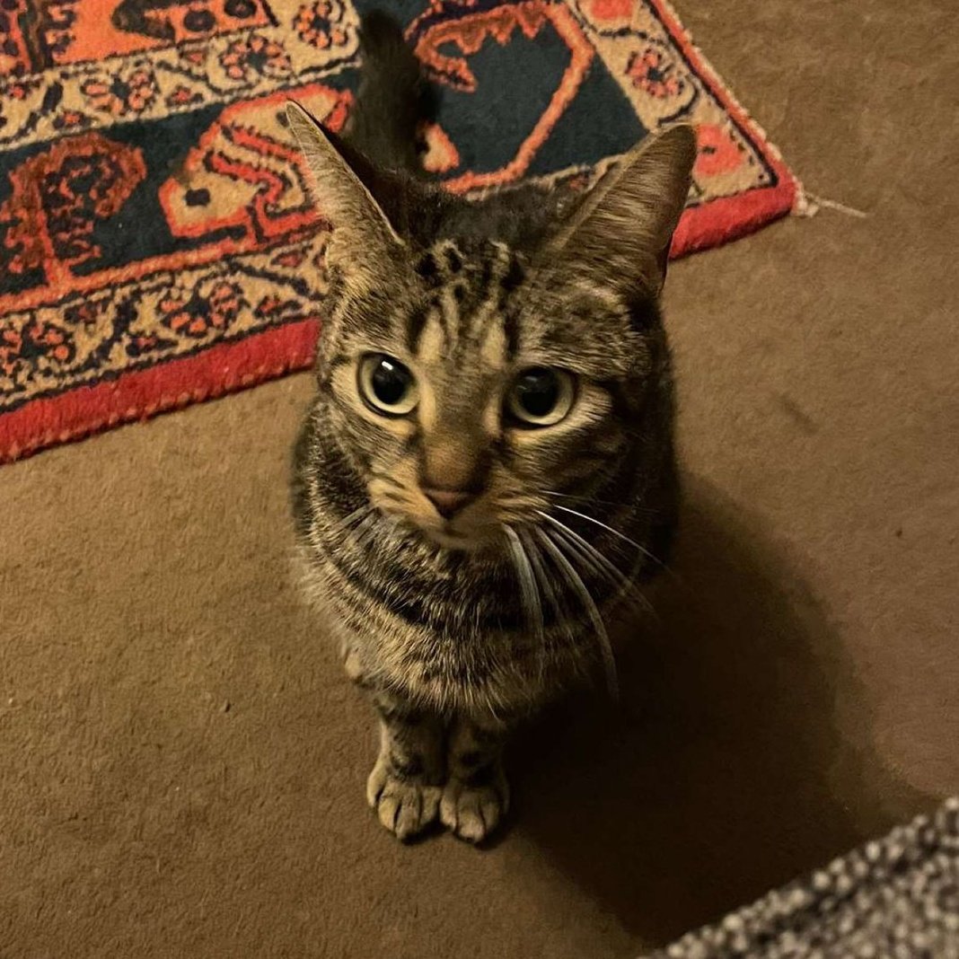 We need your help here Wimbers. Our pub cat (called "Pippa" but TBH I never call her that) has disappeared. Not seen since last night, mega friendly, purrs like a motorboat, very small. If you've seen here, please give us a shout. Whole fam worried 😟. Please RT