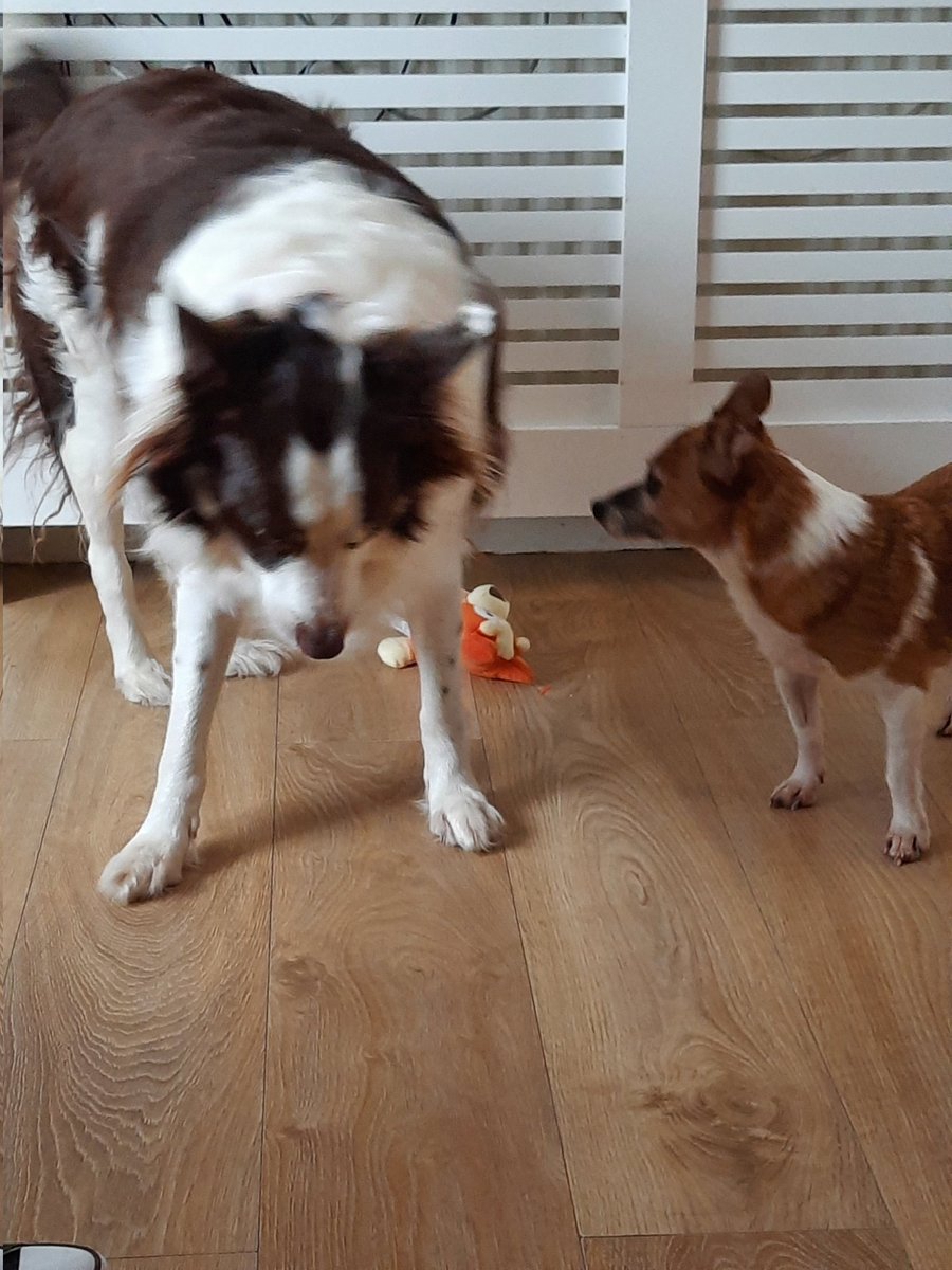 AlbanationSimon's tweet photo. Babysitting today and Hunni the 16 and half year old crabbit bugger had to stay downstairs. Her &amp; Harley have reached an understanding. Btw the way Harley is scared of her 🤣 https://t.co/Zvr2tiqhvn