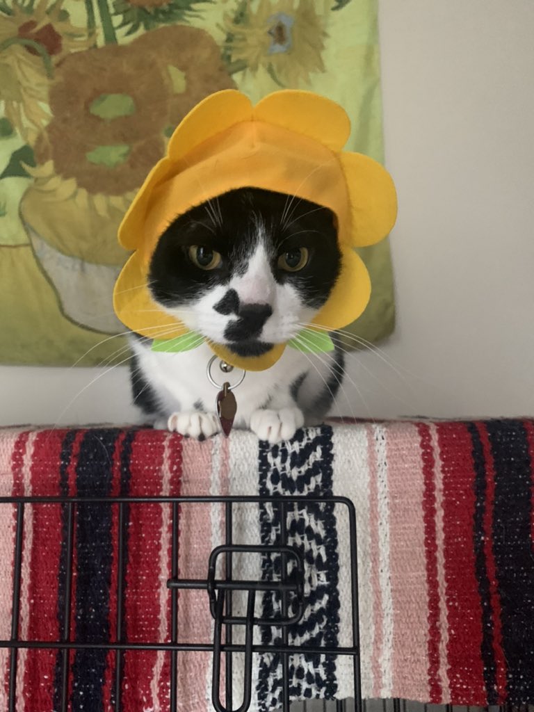 tiny_flowerho's tweet photo. @poorlycatdraw https://t.co/hSc4EpkW1T