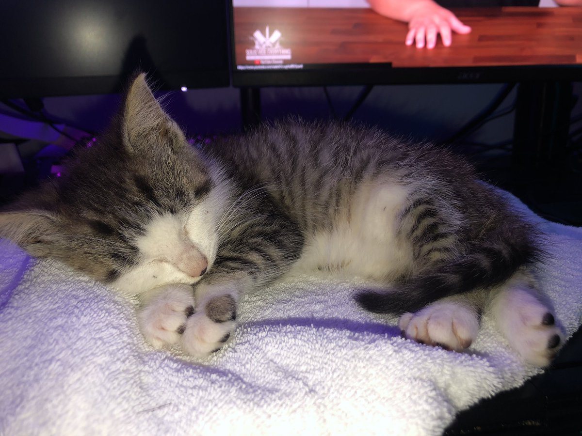_jebc's tweet photo. @katrinaasr my boys got 3 more kittens 👀 https://t.co/5QseDCUCdi