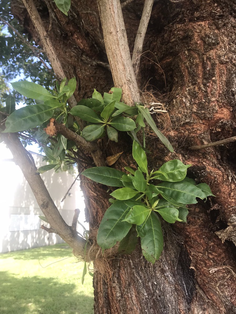 ehsgatorgrow's tweet photo. Can you find the orchids? @ehsgatorgrow @millionorchid https://t.co/lS1qixo5f5