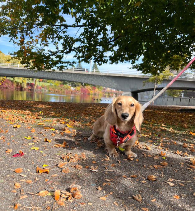 fall in Washington 🍂🎃 https://t.co/6UejrQRUWw