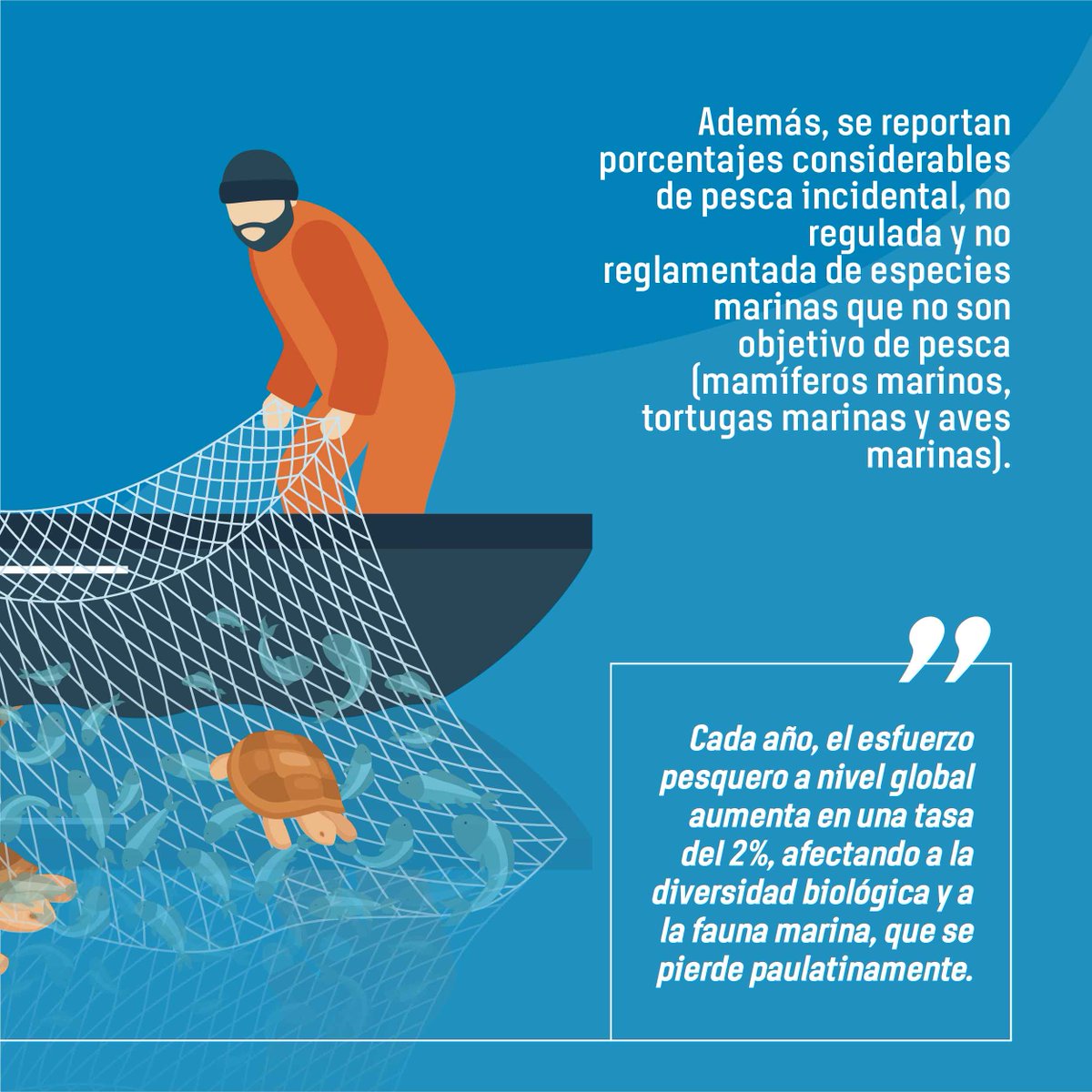 TandariEC's tweet photo. ¿Sabías que la pesca incidental es un problema que afecta directamente la diversidad de la fauna marina? Ocurre cuando animales que no son objetivos de pesca son capturados.
Sé parte del cambio e inscríbete para participar en la categoría #PesqueríaIncidental
Haz click en Bio📲 https://t.co/RBWHs2riEh