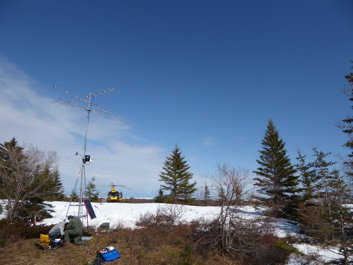 AnousBirding's tweet photo. Mo #MotusMagic, this time from the world renowned biodiversity and shorebird hotspot James Bay! This research in such an important and remote area was made possible by an incredible team of individuals and organizations! @JBShorebirds #shorebirds #jamesbay #motuswts https://t.co/D5OrcGUsn7