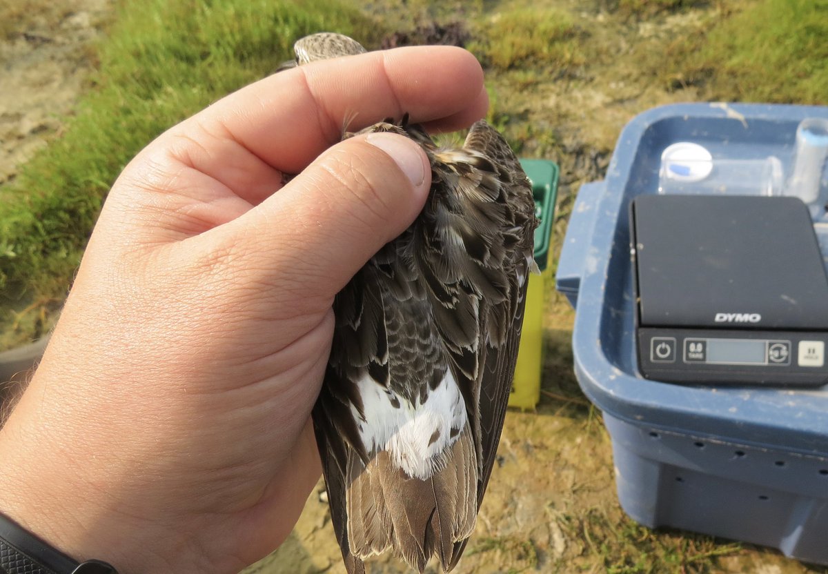 AnousBirding's tweet photo. Mo #MotusMagic, this time from the world renowned biodiversity and shorebird hotspot James Bay! This research in such an important and remote area was made possible by an incredible team of individuals and organizations! @JBShorebirds #shorebirds #jamesbay #motuswts https://t.co/D5OrcGUsn7