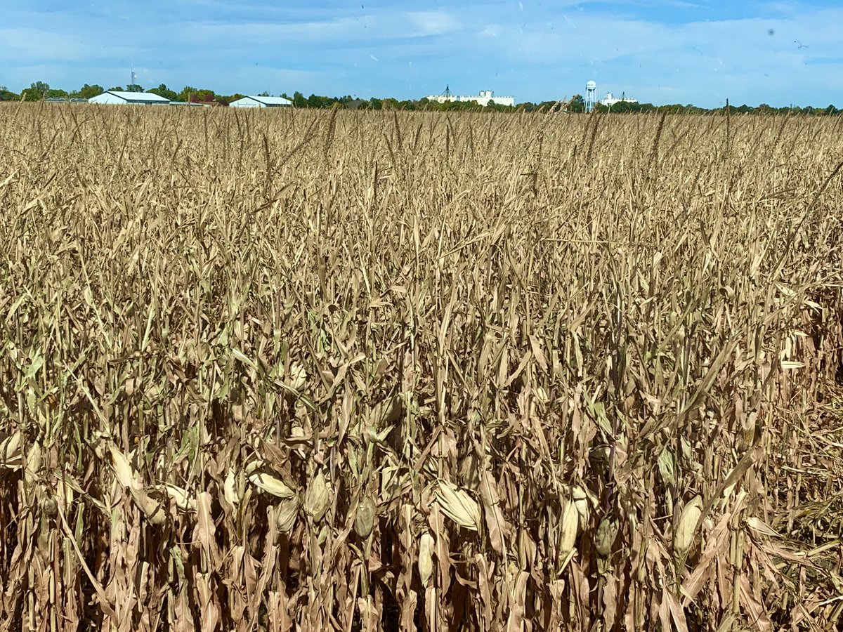 ErikVieselmeyer's tweet photo. Pioneer Qrome product P0339Q continues its proven yield in NE Colorado at Vieselmeyer Seed Inc. @PioneerSeeds #Qrome https://t.co/hgp0efOGSU