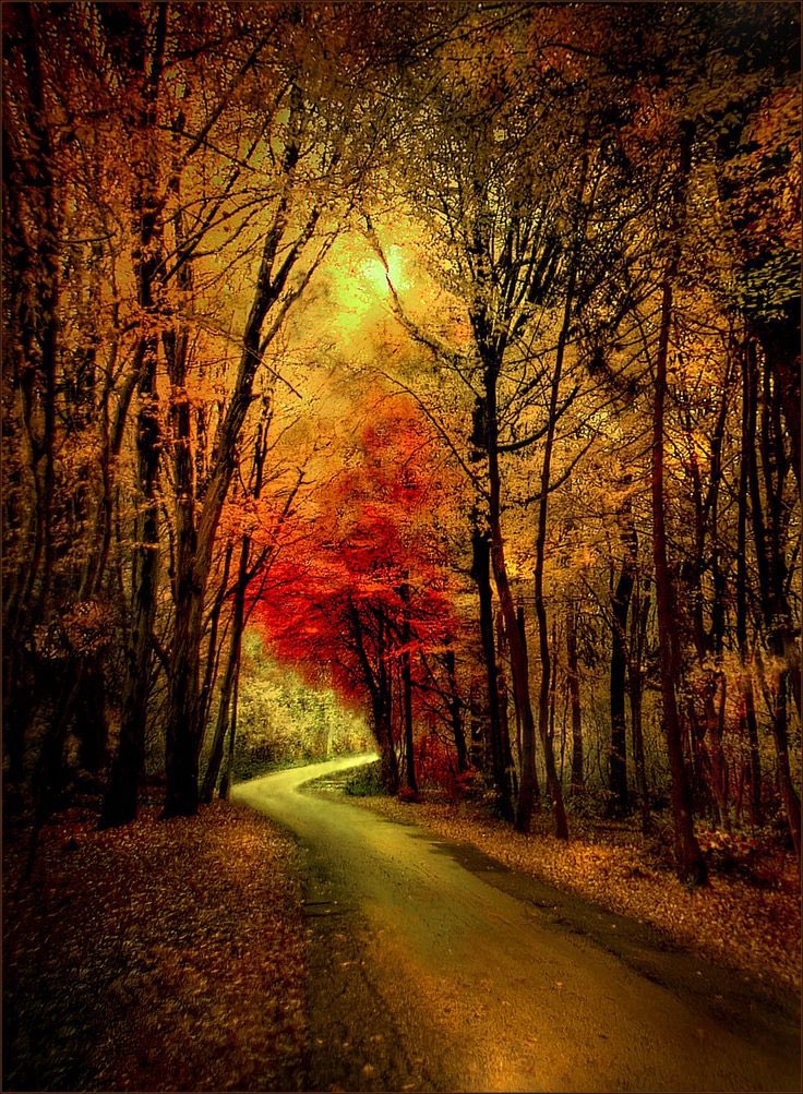 Naturevibezes's tweet photo. Attitude is everything. 
#Nature #Autumn #Beauty #Photography #quotes https://t.co/rRltsxLzFi