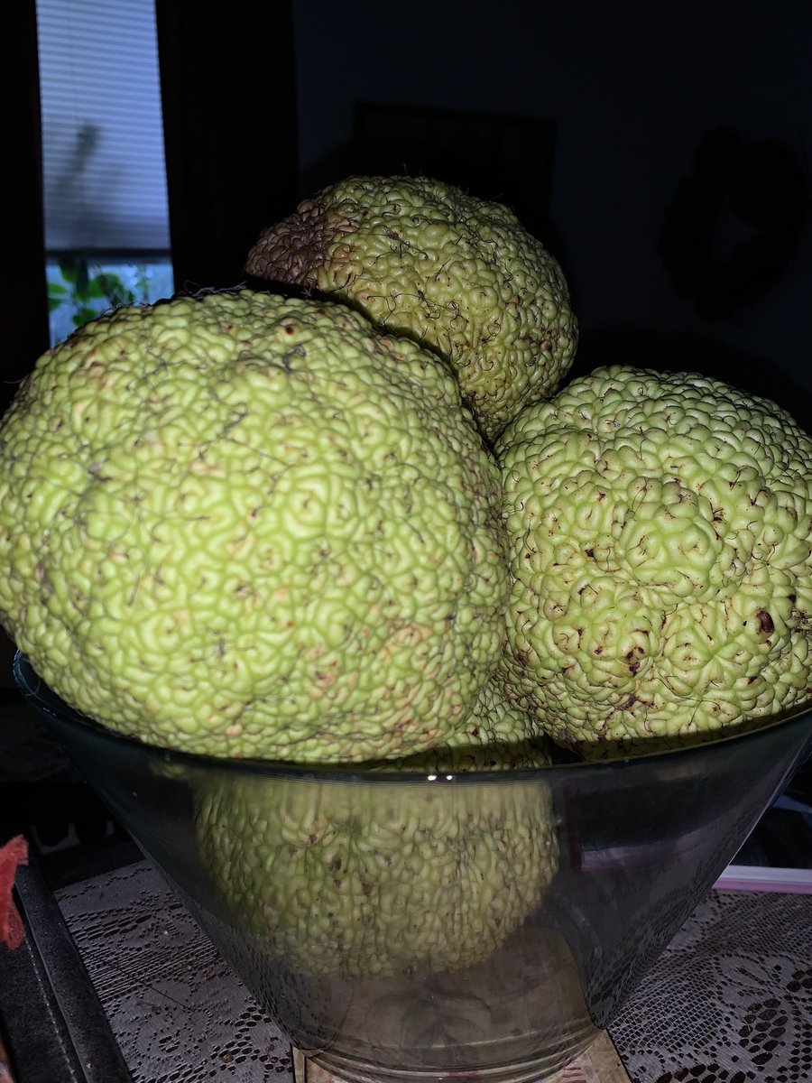 WDCGardener's tweet photo. It is Osage Orange season! Gather a few to place in a bowl for some spooky decor and they are said to repel bugs from your household. #gardendc #hedgeapple #dmv #Maclurapomifera #osageorange #monkeybrains #halloween https://t.co/v4M7eiCOwi