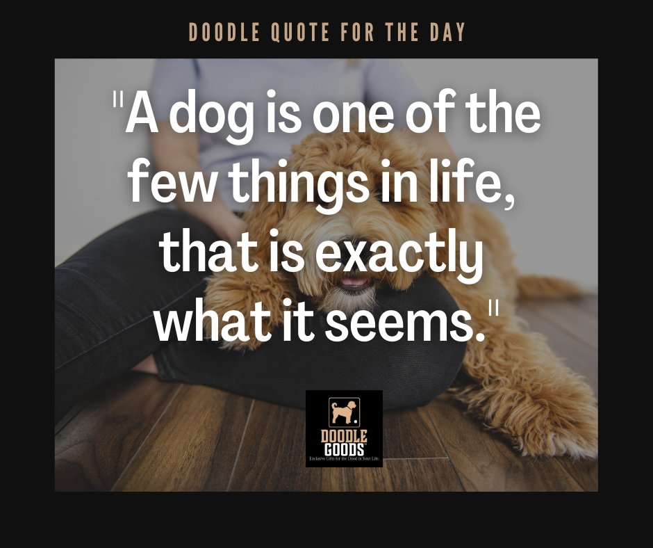 DoodleGoods's tweet photo. Oh so very true. Happy Monday guys :)

#Doglover #goldendoodle #doodlegoods #Doodlemom #Dogsrule #buffalony #wnydoodles #labradoodles https://t.co/bc8QZQUx80