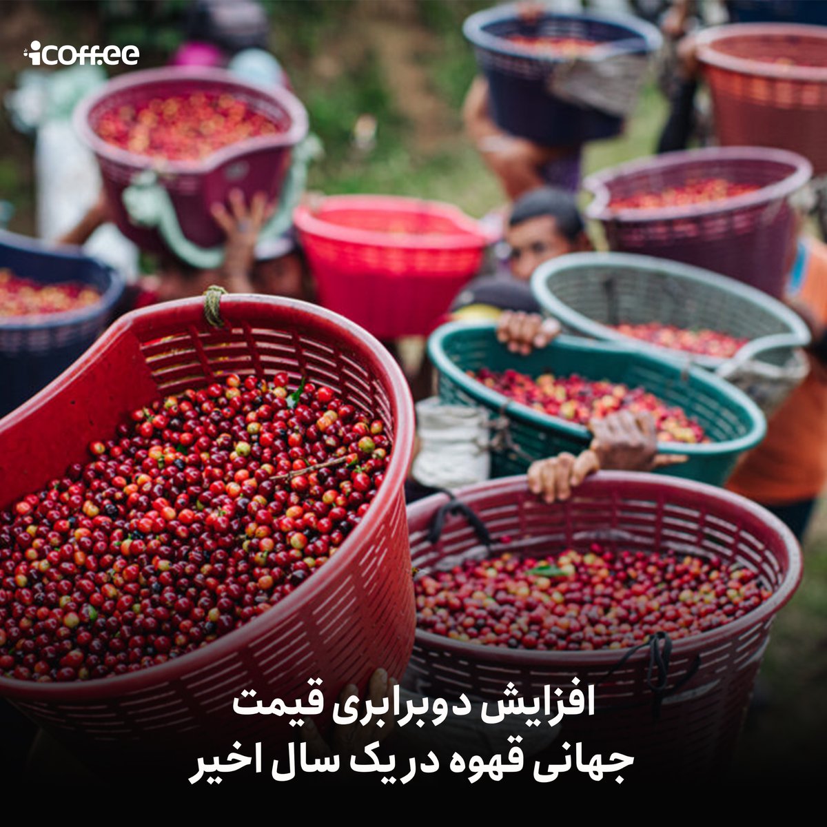 چرا قهوه گران شد؟
دلیل اصلی افزایش قیمت‌ها مجموعه‌ای از رویدادهای زیست‌محیطی در برزیل است. تقریباً ۳۵ درصد از قهوه‌ی جهان در برزیل کشت می‌شود. 
ادامه ~ zaya.io/jmbc9
#قهوه_نگار