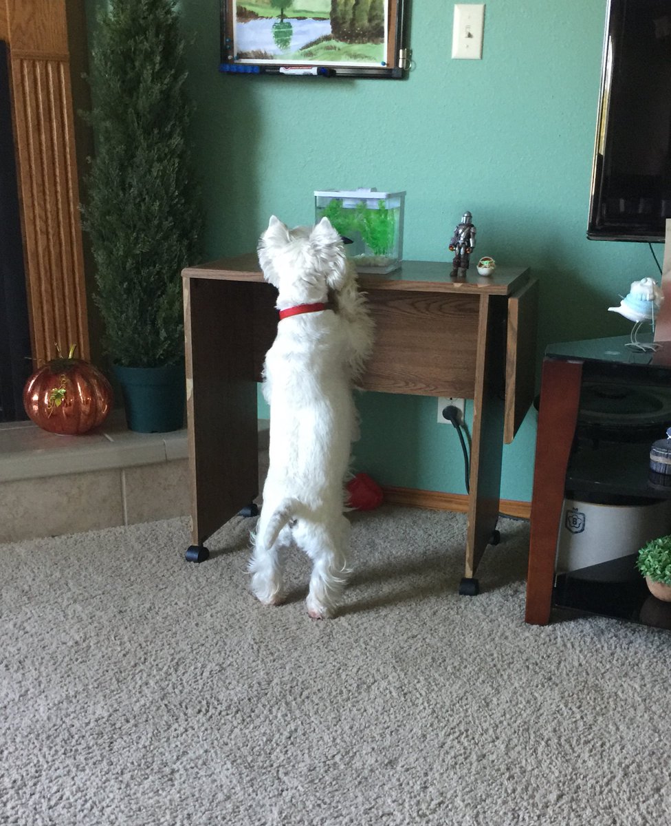 Mom sent me this picture yesterday. Benny has discovered her betta. (We both got one.)