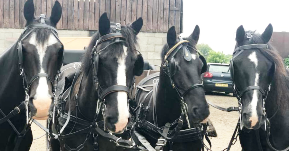Hey guys - when are we going to do some work for you?
You know we just love pulling a carriage, hearse or cart!
muddsbankfarmc.o.uk
#horses #horsedrawncarriages #funerals #weddings