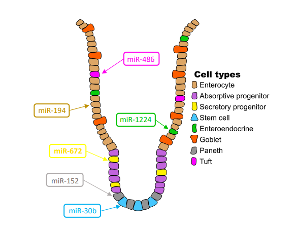 ajpgi's tweet photo. New research in #ajpgi "Multi-omic analysis defines the first #microRNA atlas across all small intestinal epithelial lineages and reveals novel markers of almost all major cell types" by Michael Shanahan, et al
https://t.co/YWLR1vZBAT
#ArticlesInPress #Paneth @PraveenSethup https://t.co/lV0q8fyNU8