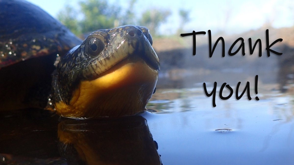 8/8 
Thank you to everyone who helped us track turtles; to <a href="/ONresources/">Ontario Ministry of Natural Resources</a>, <a href="/OntarioParks/">Ontario Parks</a>, <a href="/TrentENLSGrad/">Trent ENLS Grad</a>  and <a href="/WPCWild911/">Wildlife Preservation Canada</a> for your support of this research - and to our reviewers for your helpful suggestions on the manuscript version.