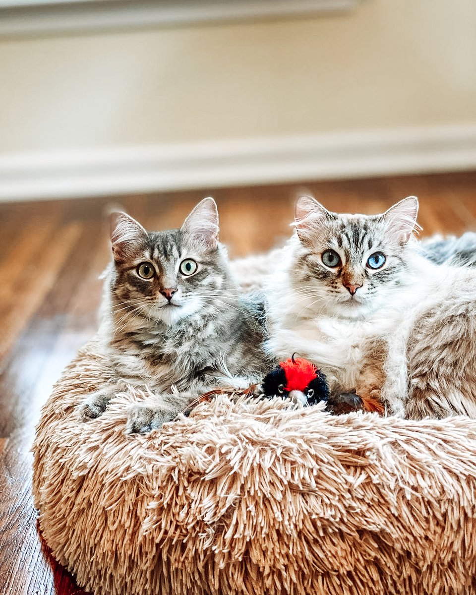 Pet Craft Supply Co. tweet media