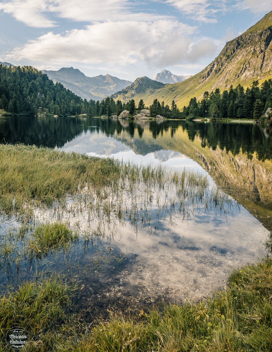 Mercedescatalan's tweet photo. Golden light at Maloja Pass

https://t.co/COOQIttw8g

#landscape #summer #nature #engadin #maloja #graubunden #swissalps @MySwitzerland_e  #inlovewithswitzerland #photography #travelphotography #thephotohour @CanonEspana  #lifeforthestory #eos5dMarkIV https://t.co/7oKJ5dU4ai https://t.co/i0yPw3NkVW