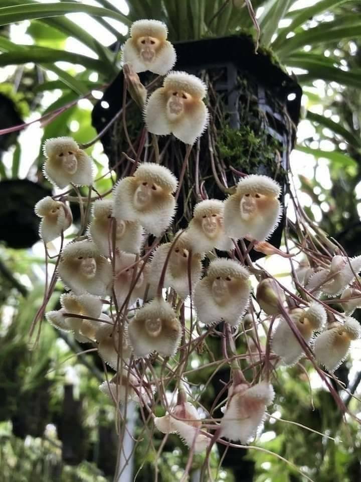 This variety of Orchids  is amazing looks like baby monkeys.🐵🐵😍😜