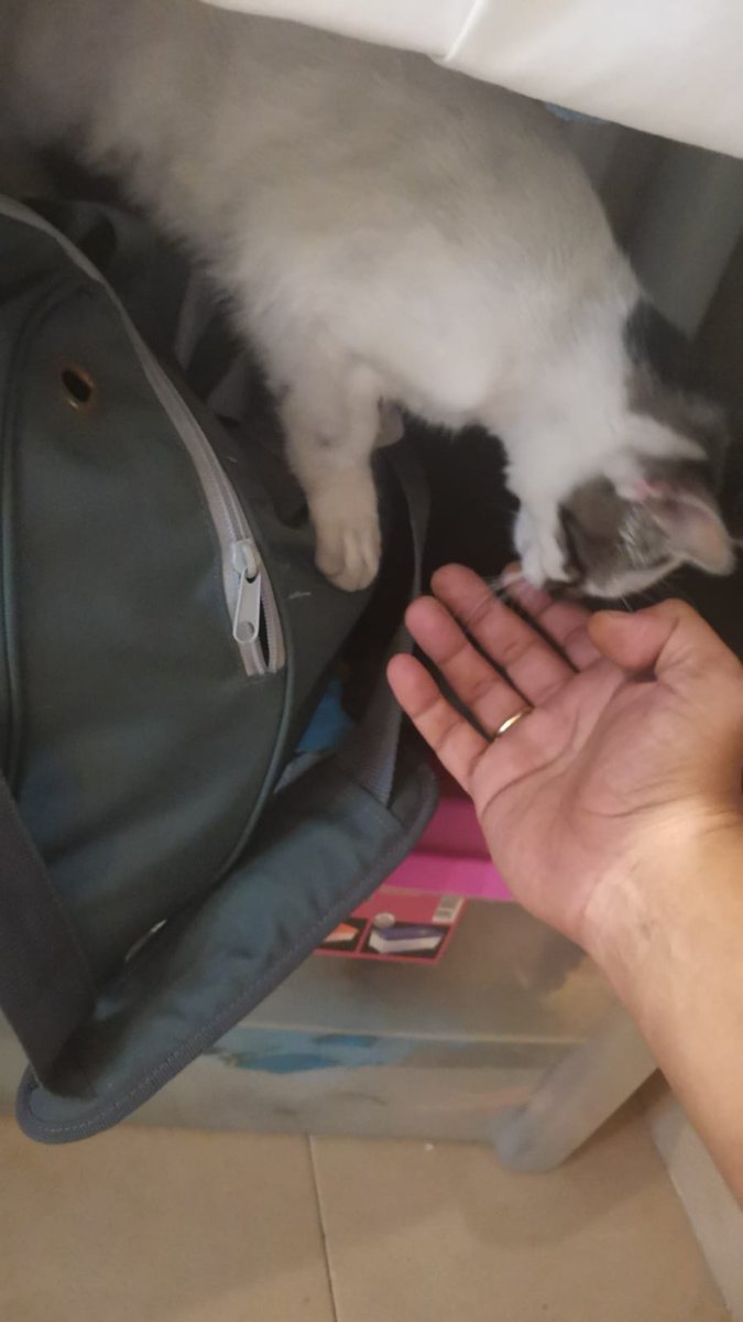 javidl85's tweet photo. Mi amigo @Kara_QuebRantO se ha encontrado este gato tan bonito en la calle. Es súper cariñoso y se nota que ha sido abandonado por el trato que tiene con las personas. El no se lo puede quedar (ya tiene 2) y yo tampoco (tengo 2 también) darle un retwitt porfa que no cuesta🙏🙏 https://t.co/EmBNrLOGuP