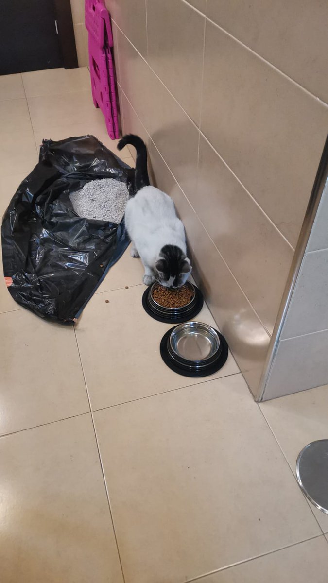 javidl85's tweet photo. Mi amigo @Kara_QuebRantO se ha encontrado este gato tan bonito en la calle. Es súper cariñoso y se nota que ha sido abandonado por el trato que tiene con las personas. El no se lo puede quedar (ya tiene 2) y yo tampoco (tengo 2 también) darle un retwitt porfa que no cuesta🙏🙏 https://t.co/EmBNrLOGuP