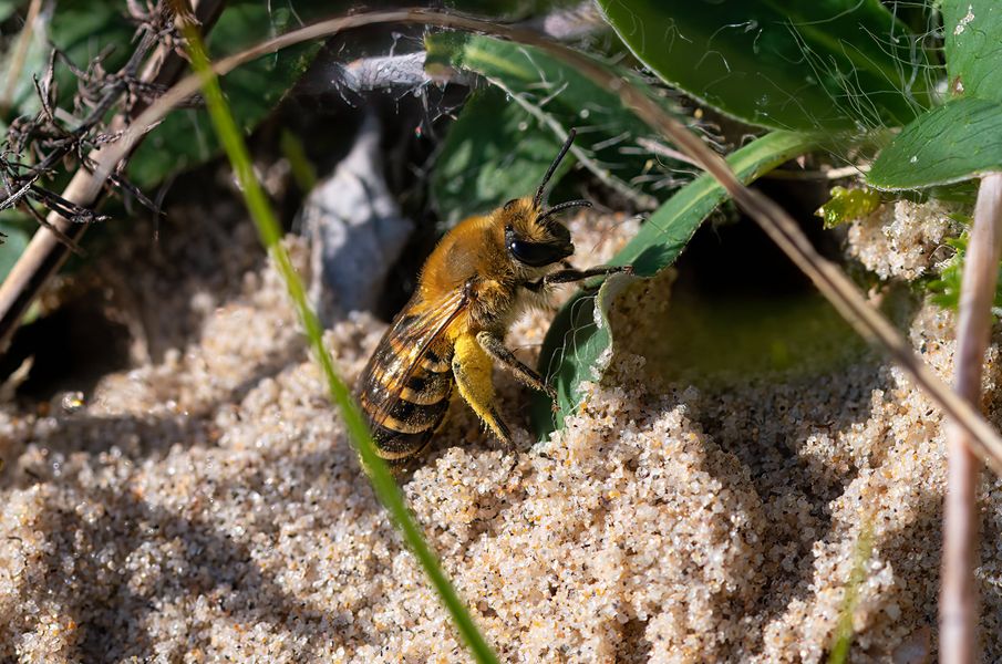 Announcement! We have a new species for Ireland! Ivy Bee (Colletes hederae) was found on the 12/10/2021 at The Raven Nature Reserve in Co. Wexford by recorder Jim Kenny. A phenomenal find and certainly something to keep an eye out for to see if there are any other populations