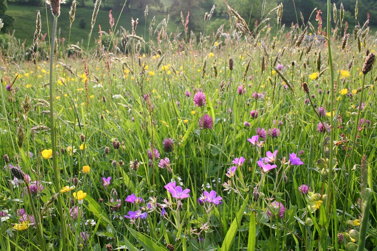 Delighted to award a Sustainable Development Fund (SDF) grant to the Wilsford Wildflower Verges Restoration Project - bit.ly/3vpygZP
@NorthWessexAONB <a href="/visitpewseyvale/">Visit Pewsey Vale</a> <a href="/Love_plants/">Plantlife</a>  
#northwessexdowns #northwessexdownsaonb #RoadVerges #wildflowerverges