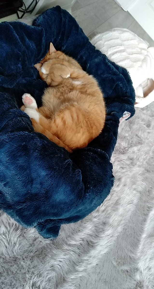 lisapadden's tweet photo. Harry wasn't ready for it to be Monday... https://t.co/BJXwlKclTe